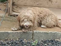 4 Aylık Terrier