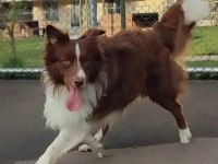Border collie yavru