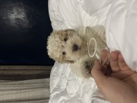 Lagotto Romagnolo 4 Aylık