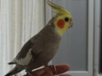 Ele alışık sultan papağanı konuşması var