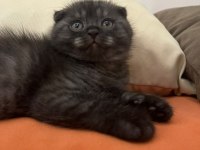 Tatlı yavrularımız scottish fold