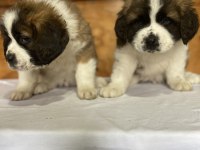 St bernard yavrular