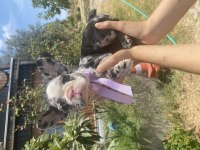 Merle French Bulldog Kızımız