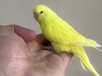 BEBEK MUHABBET KUŞU YENİ YEME DÜŞMÜŞTÜR