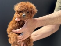 Yasal ruhsatlı çiftlikden ziyarete açık kore toy poodle