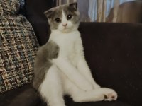 Dişi bi color scottish fold ve dişi British Shortair