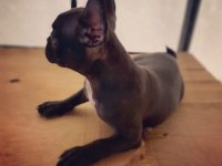 French bulldog - Varsa daha iyisi o da annesi
