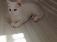 2 aylık dişi yavru british shorthair