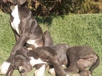 Great Dane (Danua A Şecereli )
