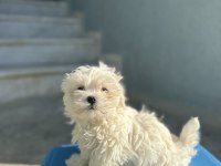 ORJİNAL MALTESE TERİER BEBEKLER