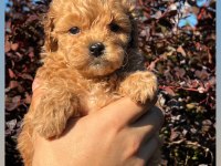 Kore Maltipoo