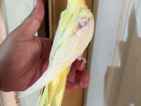 40 GÜNLÜK LUTİNO BEBEK SULTAN PAPAĞANI