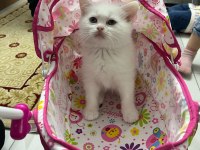 Oyuncu sağlıklı scottish fold yavrular