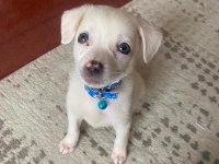 3 aylık chihuahua bebek