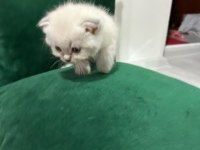 Şecereli anne ve baba scottish fold blue point beyaz