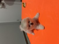 Pomeranian teddy bear
