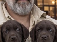 Köpeklere fısıldayan adam güvencesi ile Labrador yavrsu
