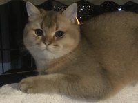 british shorthair golden