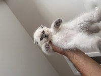 Dişi Scottish fold