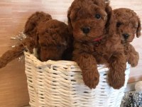 EFSANE TOY POODLE YAVRULARI