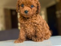 Orjinal Teacüp Poodle yavrumuz 