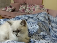 British shorthair kedim