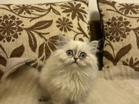 yavrumuz 08.08.2023 dişi british longhair iç-dış