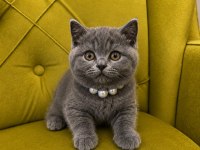 TÜM IRK KEDİLER MEVCUTTUR