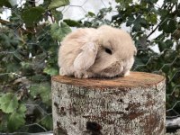 Mini lop tavşanı bebeklerimiz