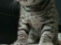yakışıklı scottish fold yavrum