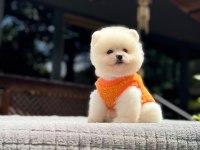 Pomeranian boo yavrusu