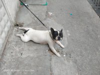 2 yaşında doğum tecrübeli dişi french bulldog