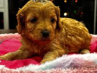 PİAZZA AVM PETSHOP GÜVENCESİYLE MALTİPOO