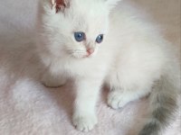 Şafkan British Shorthair