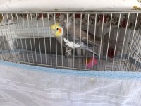 Çok Acil Satılık Sultan Papağanı