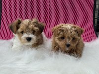 Petmode köpek çiftliğinden tea cup morkie