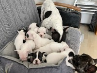 Fransız Bulldog Yavrularım