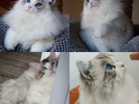 Ragdoll Erkek 4 Yaşında Kısır Şecereli