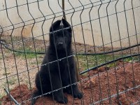 Safkan Alman Çoban Köpeği