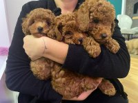 Yavru toy poodle köpeklerimize yuva arıyoruz