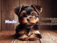 Yorkshire Terrier Prensi Mochi Yeni Yuvasını Arıyor