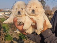 Çin Aslanı Yavru Köpeklerimiz