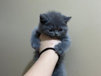 British shorthair silver tabby