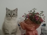 Dişi Kedi Ücretsiz