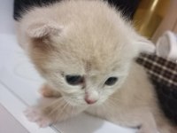 Çok sevecen british shorthair