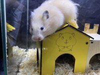 VETERİNER KONTROLÜ HAMSTER YAVRULARI