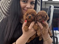 Red toy poodle yavrularım