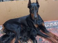 Orjinal doberman