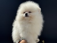 Show kalite tea cup pomeranian boo  yavrular