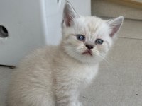 Birbirinden Güzel British Shorthair Bebeklerimiz